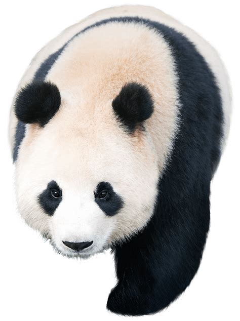 Giant panda Pandas Kakao Games - others png download - 605*810 - Free ...