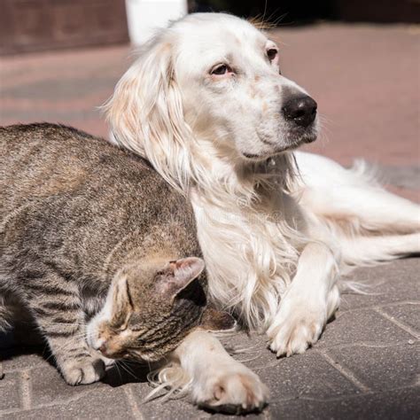 Perro Y Gato Jugando Juntos Al Aire Libre Gatos Y Perros Amigos Gatos