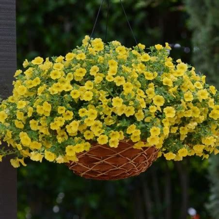 Calibrachoa Kabloom Yellow NEW