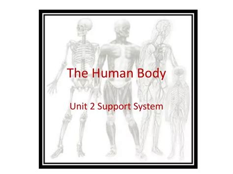 Ppt The Human Body Powerpoint Presentation Free Download Id 2658182