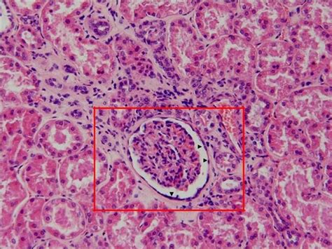 Histology Epithelium Flashcards Quizlet