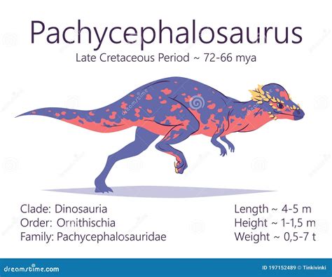 Vector Pachycephalosaurus Silhouette | CartoonDealer.com #210156667