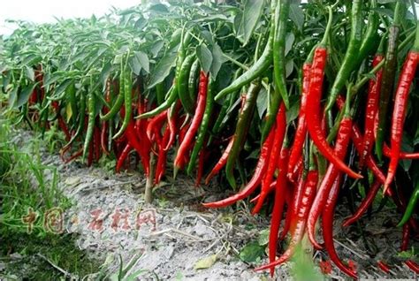 2017 Red Long Chili Pepper Seeds Garden Planting Seeds Potted Plants ...