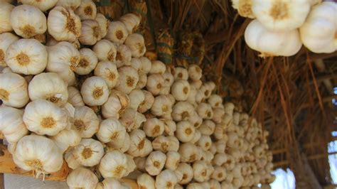 Panukalang Nagdedeklara Sa Ilocos Norte Bilang Garlic Capital Of The