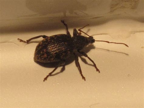 Black Vine Weevil Terminix