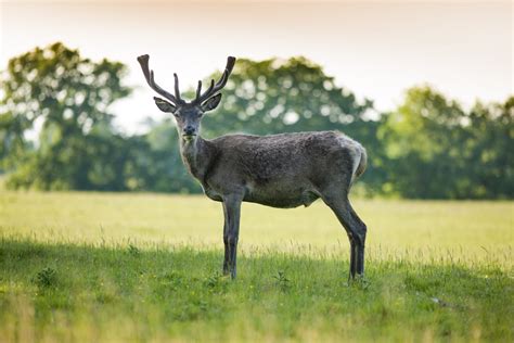 Windsor Great Park - Windsor Great Park