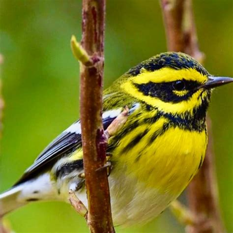 Setophaga Townsendi Townsend S Warbler USA Birds