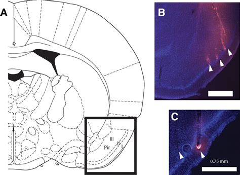 Piriform Cortex Anatomy