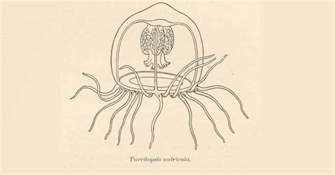 Scientists Uncover Key Gene Of The Immortal Jellyfish