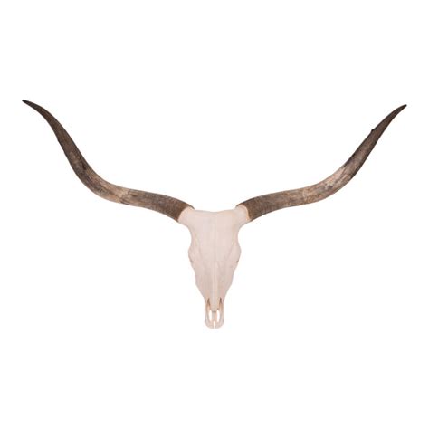 Real Longhorn Skull For Sale — Skulls Unlimited International, Inc.