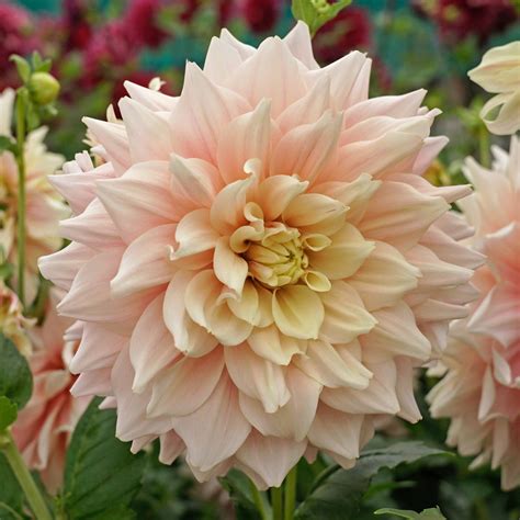 Dahlia Break Out Per 3 Stuks Van Fluwel