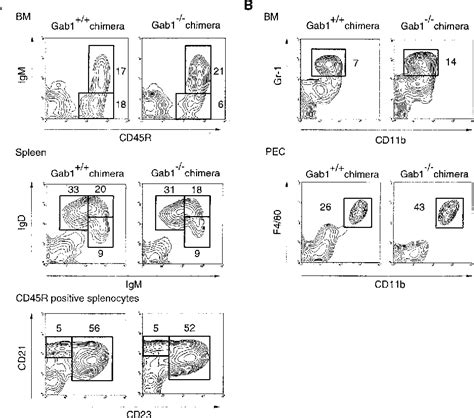 Figure From Thymus Independent Antigen Responses Cells And