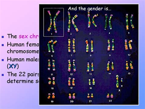 Meiosis And Sexual Life Cycles Ppt Download