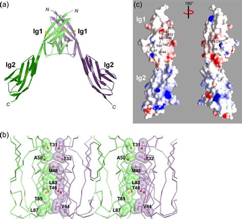 Figure From Crystal Structure Of The Agrin Responsive Immunoglobulin