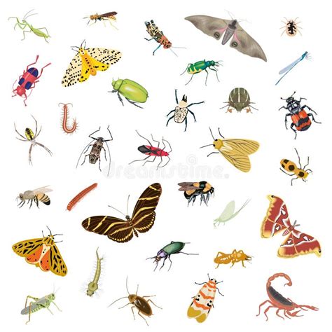 Vector Set Of Various Insects Isolated Object Of Beetlefly