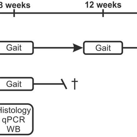 Experimental paradigm For longitudinal gait analysis 24 MBP29 hα syn