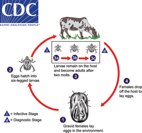cdc dpdx ticks