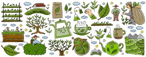 Tea Drink Production Collection Icons Set Vector Stock Vector