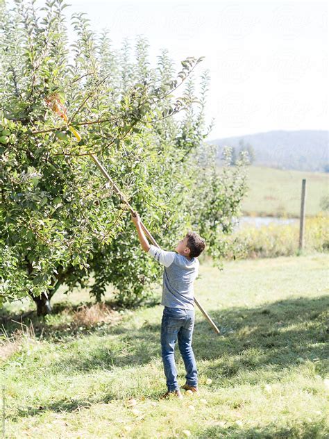 Apple Picking By Stocksy Contributor Marta Locklear Stocksy