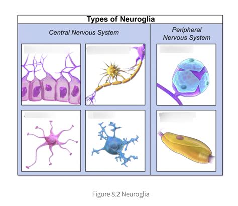 Neuroglia In The Cns And Pns Diagram Quizlet