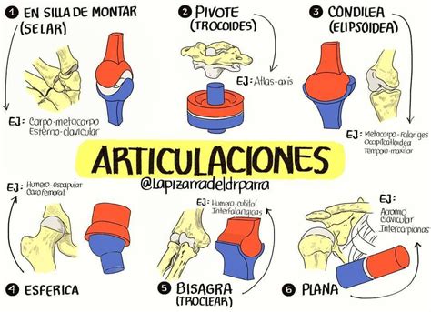 qué diferencia hay entre una articulacion troclear trocoide condilea