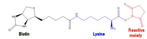 Biotin Molecule Of The Month August 2021 Html Version