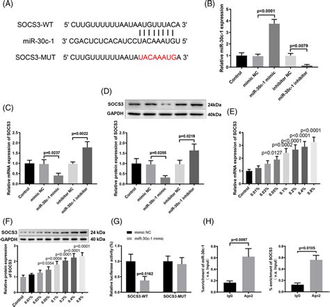 MiR30c1 Directly Downregulates The Expression Of SOCS3 A StarBase