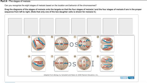 2n 6 Meiosis Diagram - Wiring Diagram Pictures