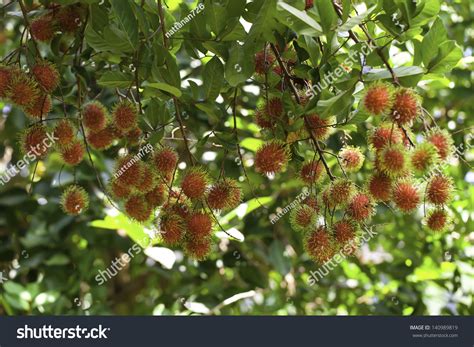 Rambutan Crop Country Stock Photo 140989819 Shutterstock