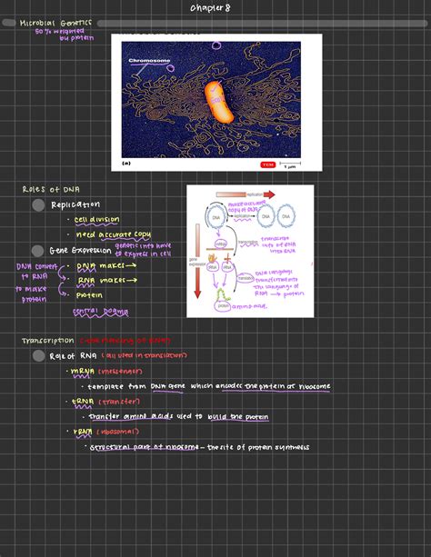 Module Chapter Microbial Genetics Chapter Microbial Genetics