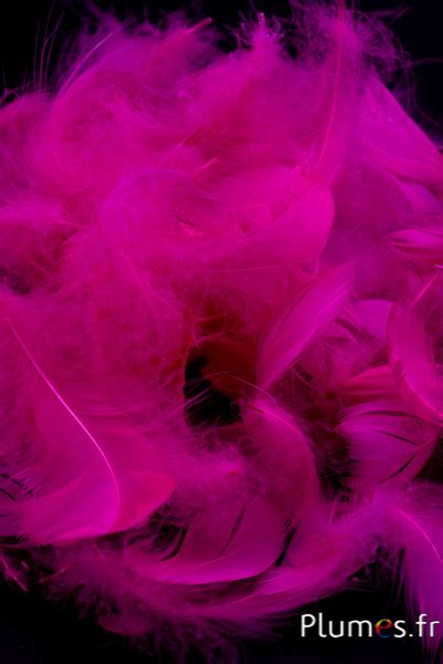 Oie 4 6 Cm Fuchsia Plumes Fr