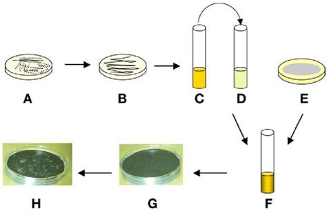 A Streak Agrobacterium Tumefaciens Strains From Glycerol Stocks Onto