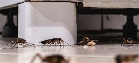 How Long Does It Take For Roaches To Infest A House Security Termite And Pest Control