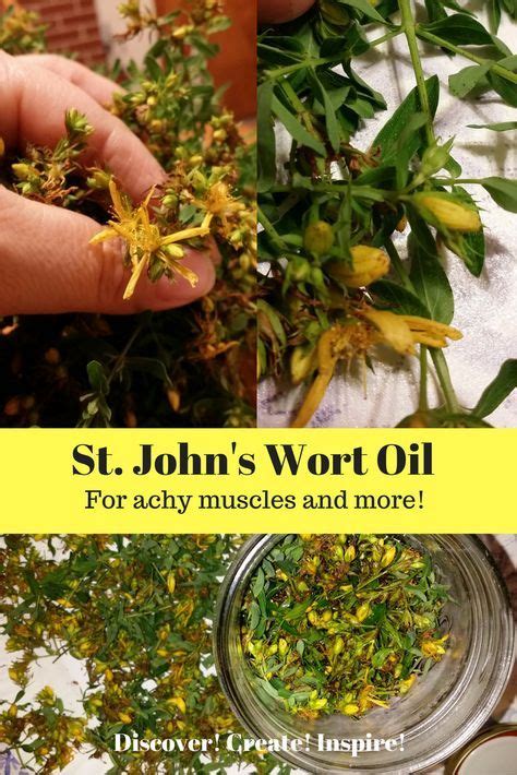 How To Make St John S Wort Oil Artofit