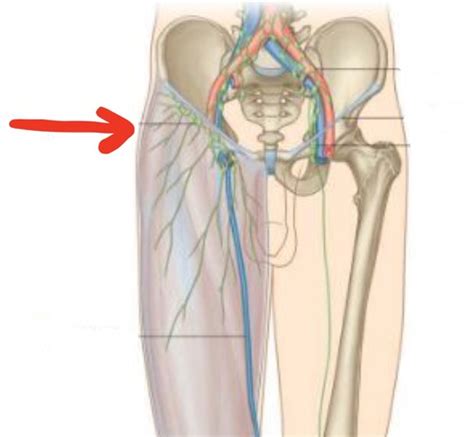 Anatomy Femoral Triangle Anterior Medial And Lateral Thigh