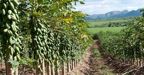 Rich Farm Kenya Profitable Agribusiness Ideas In Fruit Farming