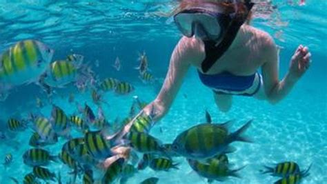 Underwater Paradise Spectacular Snorkeling In The Caribbean