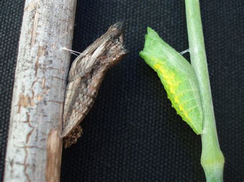 Butterfly Chrysalises Beyondbones