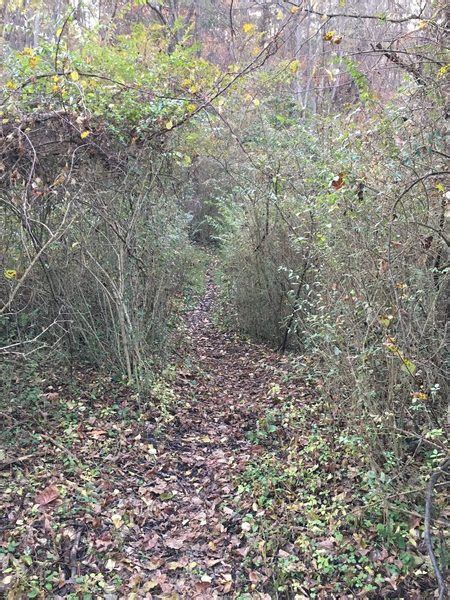 Entrance trail looking from the NCR Trail.