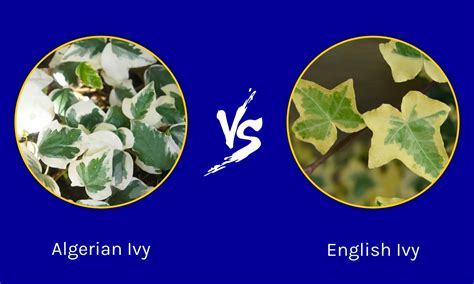 Algerian Ivy Vs English Ivy Whats The Difference Az Animals