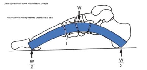 Foot Ankle Biomechanics Flashcards Quizlet