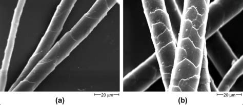 Scanning electron micrograph of cuticle of (a) Shahtoosh wool ...