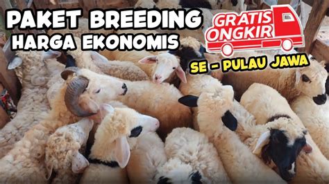 PAKET BREEDING DOMBA SUPER HARGA EKONOMIS GRATIS ONGKIR SEPULAU JAWA