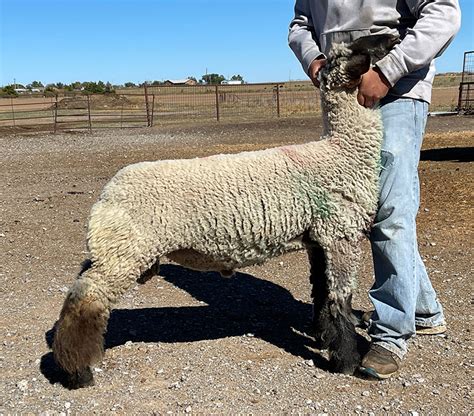 Sires Harrell Club Lambs