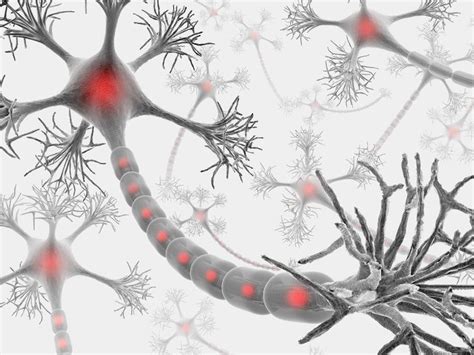 Neuropathological Stages Of Chronic Traumatic Encephalopathy Cte