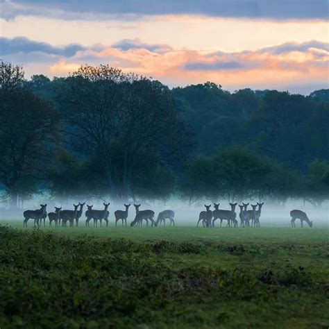 New Forest England Winter Forest How To Wake Up Early Instagram