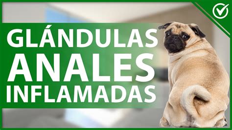 🐕 ¿qué Puedo Hacer Si Mi Perro Tiene Las Glándulas Anales Inflamadas