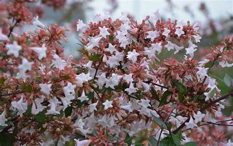 Arbuste D Ornement Les Meilleurs Arbustes Pour Votre Jardin