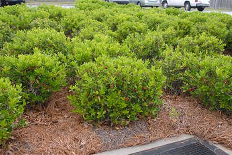 Ilex cornuta (Chinese Holly, Horned Holly) | North Carolina Extension ...