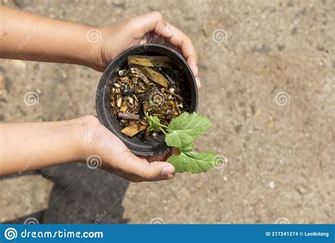 Human Hand Holding The Green Plant Stock Photo Image Of Environment